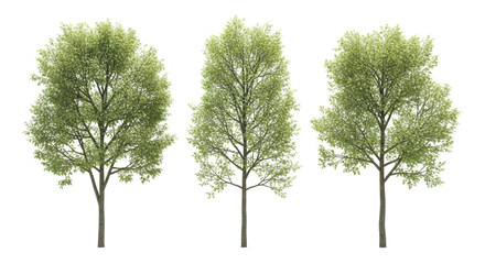 Isolated Trees