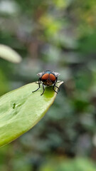 Flies with red eyes and thin wings perched on fresh green leaves after rain, with natural blur background. This type is often seen flying in kitchens, cages, trash cans, etc.