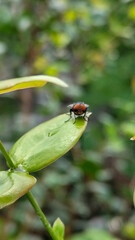 Flies with red eyes and thin wings perched on fresh green leaves after rain, with natural blur background. This type is often seen flying in kitchens, cages, trash cans, etc.