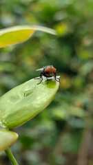 Flies with red eyes and thin wings perched on fresh green leaves after rain, with natural blur background. This type is often seen flying in kitchens, cages, trash cans, etc.