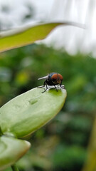 Flies with red eyes and thin wings perched on fresh green leaves after rain, with natural blur background. This type is often seen flying in kitchens, cages, trash cans, etc.