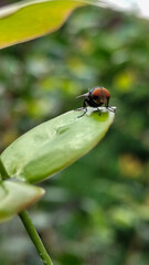 Flies with red eyes and thin wings perched on fresh green leaves after rain, with natural blur background. This type is often seen flying in kitchens, cages, trash cans, etc.
