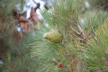 A green cone on a pine branch.