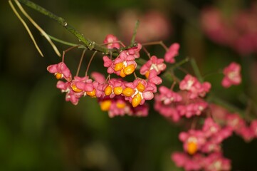 Spindle tree