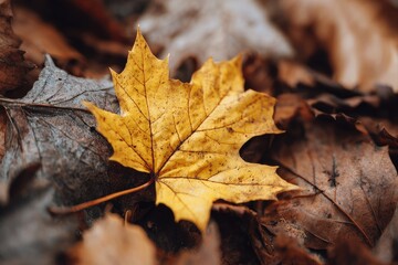Close-up of a vibrant yellow autumn leaf amidst fallen brown leaves