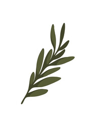 vector illustration green olive twig