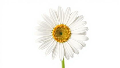 Naklejka premium A single daisy flower with white petals and a yellow center on a plain white background in full bloom