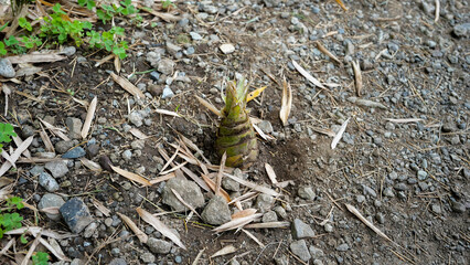 Bamboo Shoot Emerging from Rocky Soil Ground
