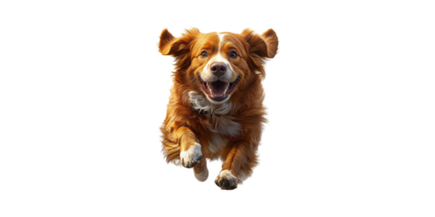 Happy Dog Running Towards Camera. Energetic Pet In Motion Capturing Joy And Playfulness Isolated On Transparent Background