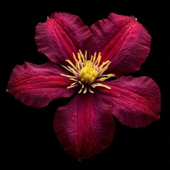 The captivating focal point is created by a stunning maroon clematis flower with pointed petals, which showcases intricate textures and vibrant colors against a black background
