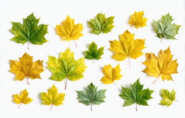 Autumn leaves, various shades of yellow and green, arranged in a pattern on a white background