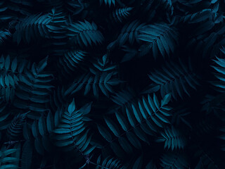 Dark Green Blue Topical Leaves Night Light Natural Plant Textured Background