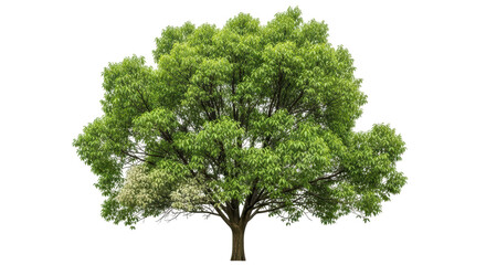 Obraz premium Isolated Tree