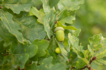 A green acorn on a branch. Oak leaves.