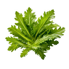 Fototapeta premium Mizuna Greens, isolated on transparent background