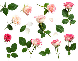  flowers isolated on white - Firefly_rose flowers and leaves on white background 