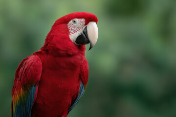 Fototapeta premium create stunning portraits of top animals against minimalistic background with bokeh effects