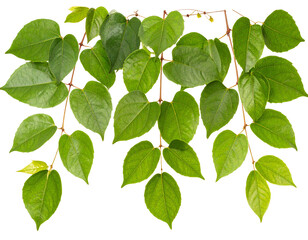 Fototapeta premium flowers isolated on white - Firefly_Set of green leaves from Javanese treebine or grape ivy (Cissus spp.), a jungle vine 