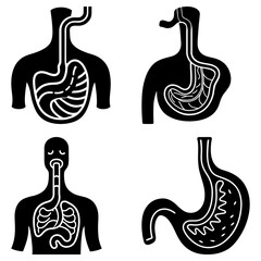 Illustration showing the human digestive system with esophagus stomach and intestines in black and white style