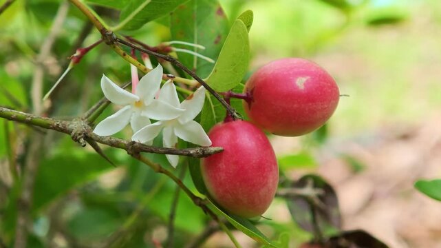 Carunda or Karonda fruit on tree organic garden

