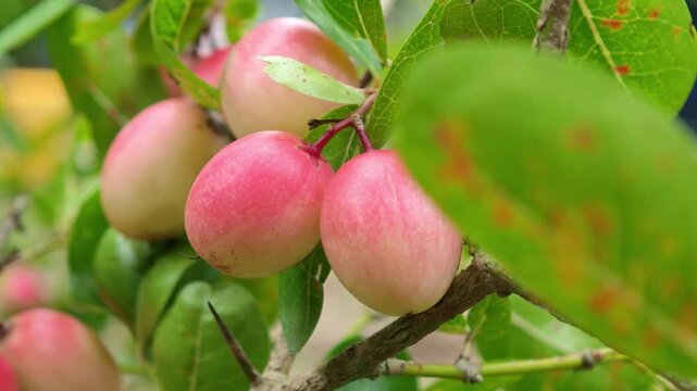Carunda or Karonda fruit on tree organic garden
