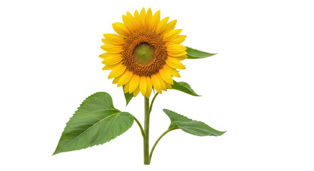Isolated Sunflower