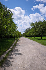 Tree-lined path under a blue sky