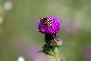  Bee on a Thistle Flower