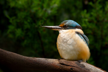 Sacred Kingfisher on a Branch