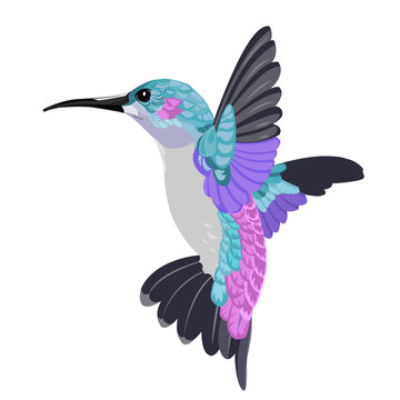 Colibri bird vector illustration. Turquoise and violet hummingbird. Flying bird on white background.