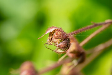 Raspberries in various states of growth found in the wilds of Ontario.
