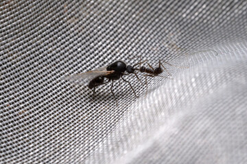 Black-winged ant (ant alate) attacked by small black ant on a fish net