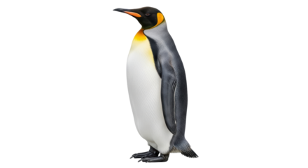Isolated King Penguin