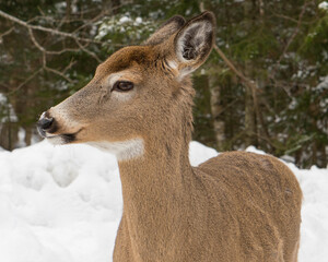 Deers in a winter scenery