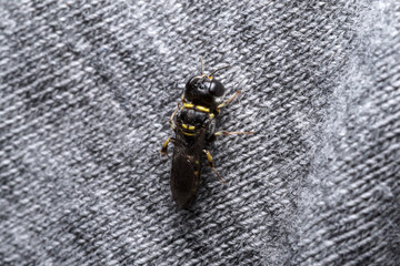black-yellow colored insect (Ectemnius) resting on a piece of grey cloth