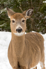 Deers in a winter scenery