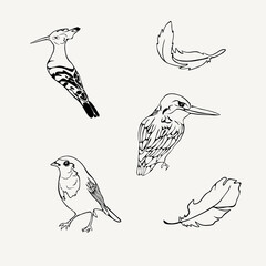 set of birds and feathers, robin bird, kingfisher, hoopoe