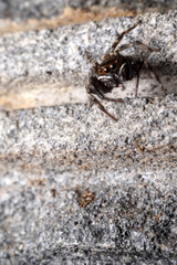 Male Adanson's house jumper, a jumping spider (Hasarius adansoni) on a grey wall, located in West Java, Indonesia.
