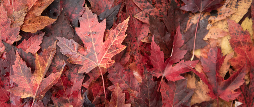 seamless autumn leaves background with red fallen maple foliage