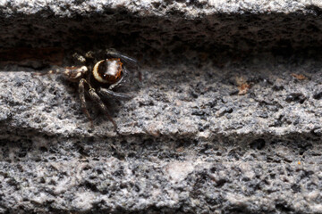 Male Adanson's house jumper, a jjumping spider (Hasarius adansoni) on a grey wall, located in West Java, Indonesia.
