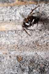 Male Adanson's house jumper, a jumping spider (Hasarius adansoni) on a grey wall, located in West Java, Indonesia.