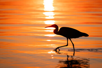 Heron Silhouetted by Golden Sunset