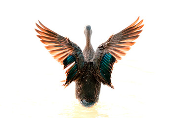Wild Duck Stretching Wings in Water