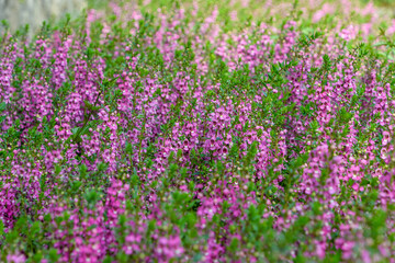 Fototapeta premium Pink Angelonia flowers covering the field