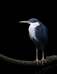 Pied Heron on a Branch with a Black Background