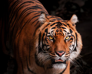 Powerful Sumatran Tiger Portrait