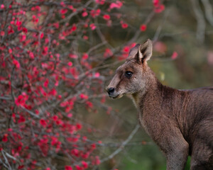 Kangaroo in a Field of Red Flowers