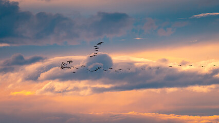 A Flock of Birds Flying Through Sunset Clouds