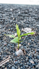 A black beach made of sea-rolled particles of pyroclastic material on a volcanic island. Ammophilous plant pioneering species on coast. Sulawesi Sea. Indonesia