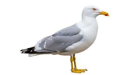 Isolated Seagull